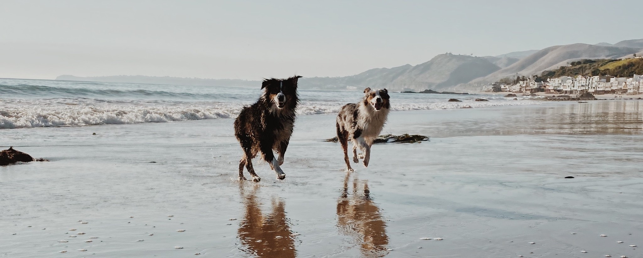 Two dogs running on the beach