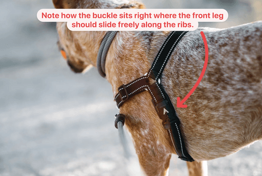 Good harness fit - front legs slide freely