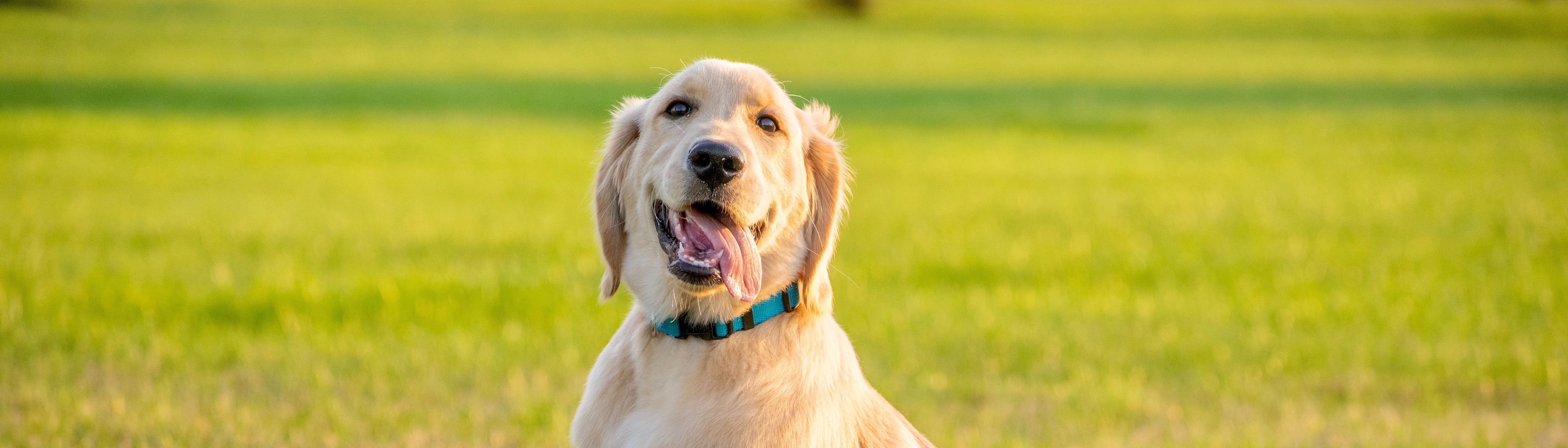 Golden retriever on green grass