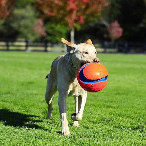 Chuckit Kick Ball