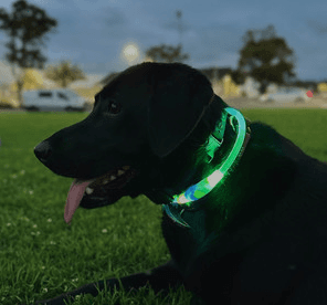 Glow Collar