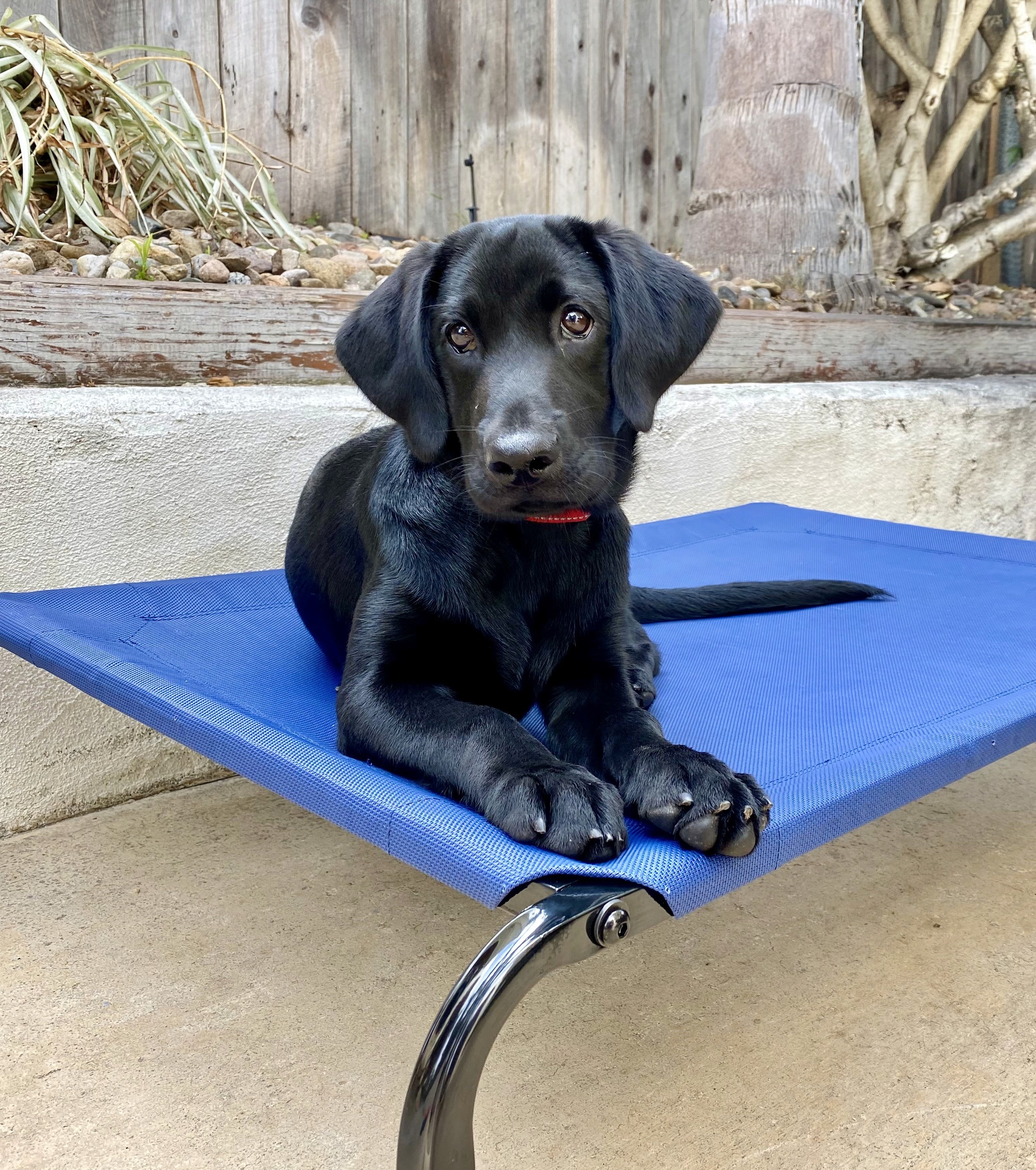 Leash Queues and the Platform