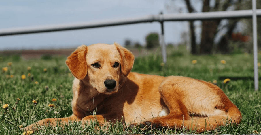 Implied Stay and Free