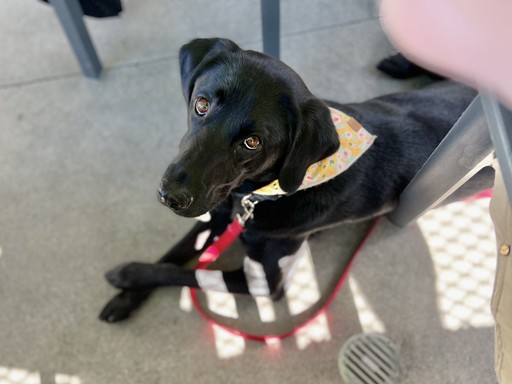 Black dog staying on platform