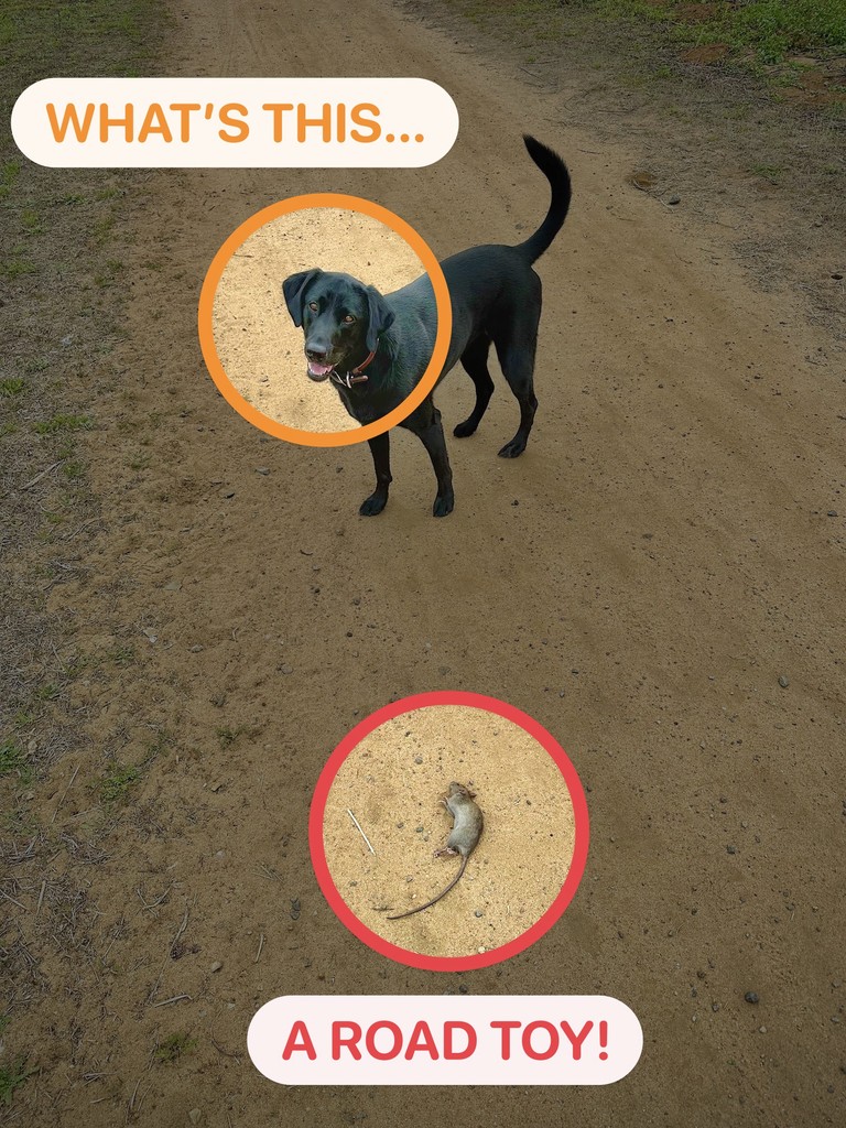 Dog investigating something on the ground - What's this... A road toy!